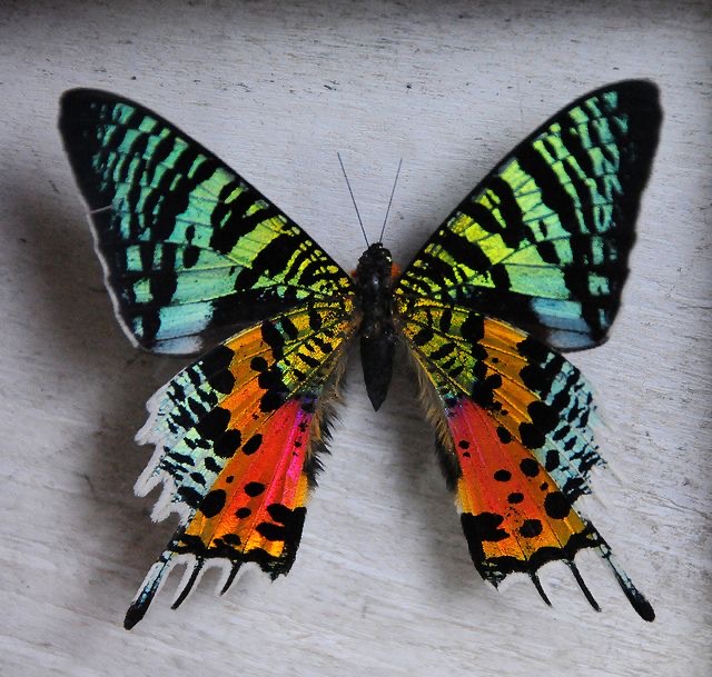 <p>Madagascan sunset moth</p>