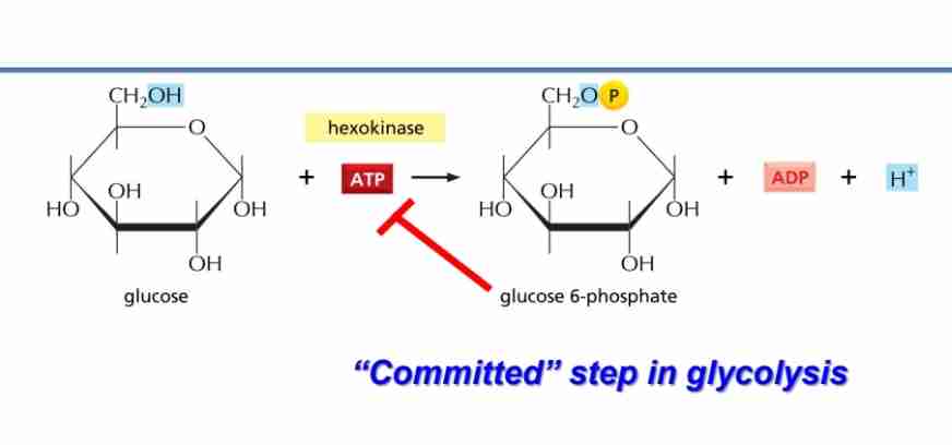 <p>Commited step </p><p>irriversible reaction </p><p>allosterically inhibited by glucose -6 phosphate </p><p>traps glucos in the cells</p>