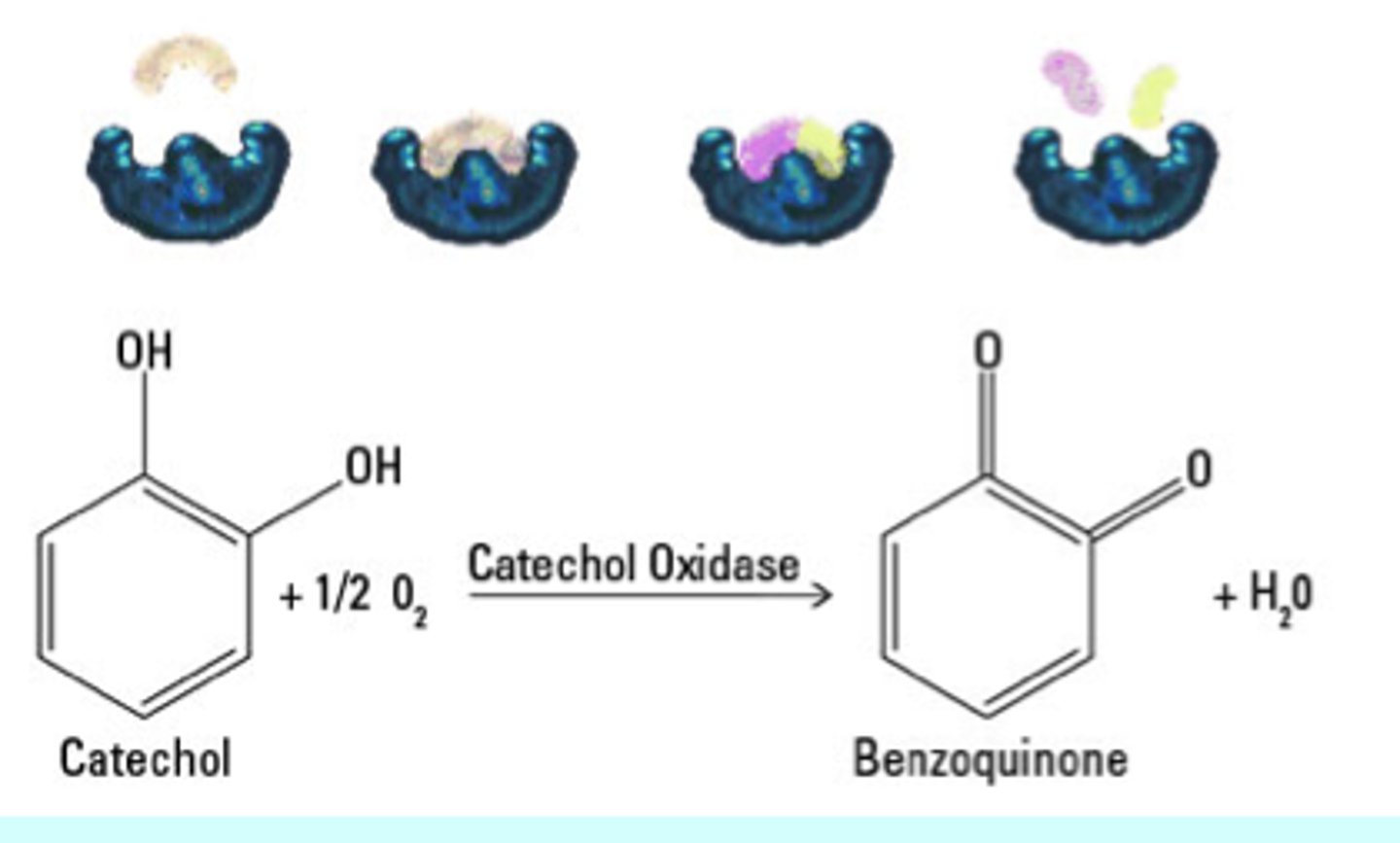 <p>Benzoquinone and water (hydrogens combine with oxygen)</p>