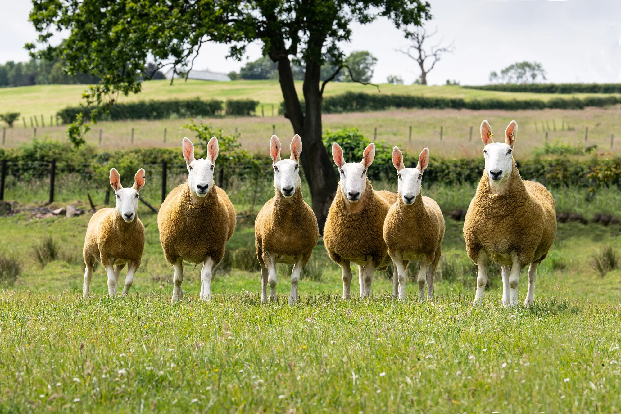 <p>Important in England</p><p>Bald</p><p>looks like bull terrier(molester)</p>