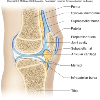 <ul><li><p>makes/secretes synovial fluid</p></li></ul><p></p>