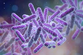 <p>Bacteria</p>