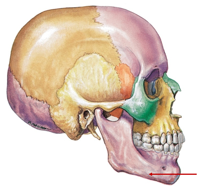 <p>Lower jaw</p>