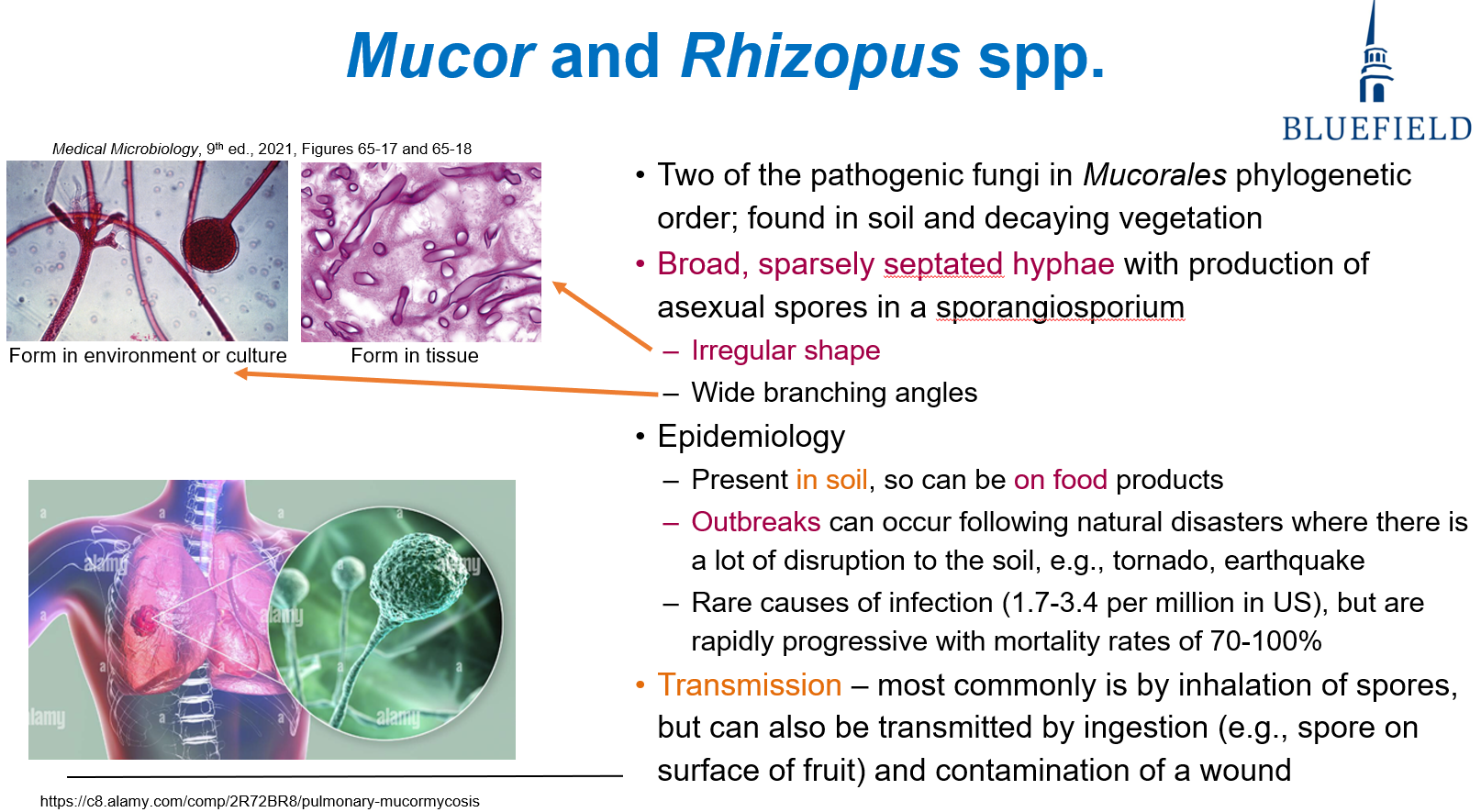 <p>B. Inhalation of spores from soil<br></p><p><strong>Airborne spores</strong> from <strong>soil or decaying matter</strong> are the main transmission route.</p>