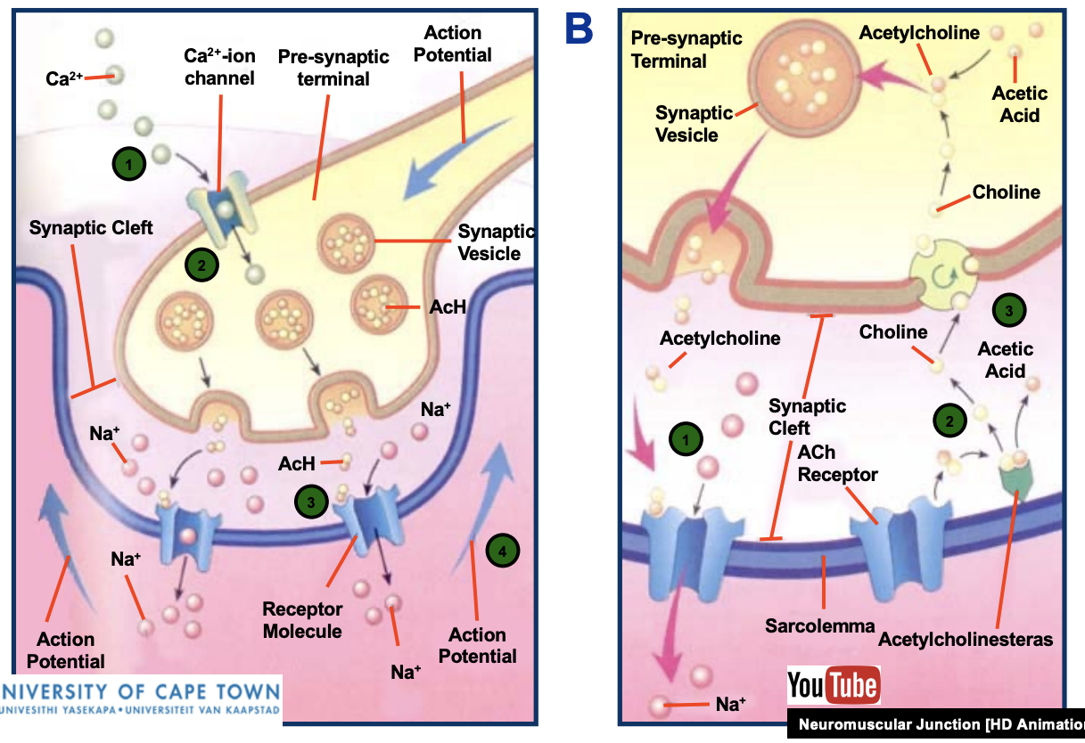 <ul><li><p><strong>Neuromuscular</strong> <strong>junction</strong> or <strong>motor</strong> <strong>end</strong> <strong>plate</strong> – the terminal branches of the axon of a motor neuron contacts the target muscle fibre</p></li><li><p>No direct physical contact between the membranes of the nerve and muscle cells</p></li><li><p>found near the middle of the muscle fibre</p></li><li><p>Acetylcholine is stored in pre-synaptic vesicles</p></li><li><p>An action potential initiates the release of 300 molecules of acetylcholine</p></li><li><p>After crossing the gap, acetylcholine is broken down by acetylcholinesterase</p></li></ul><p></p>