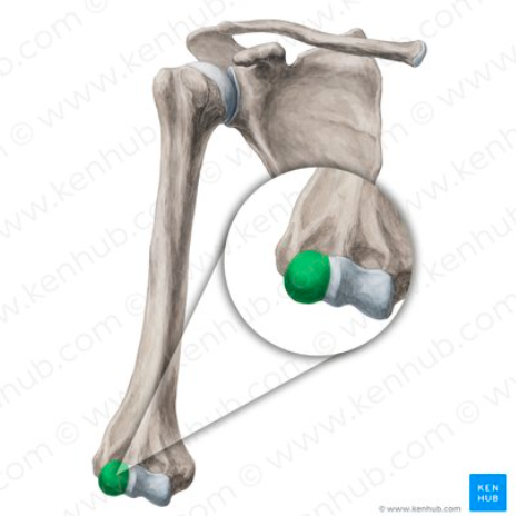<p>What part of the humerus is this?</p>