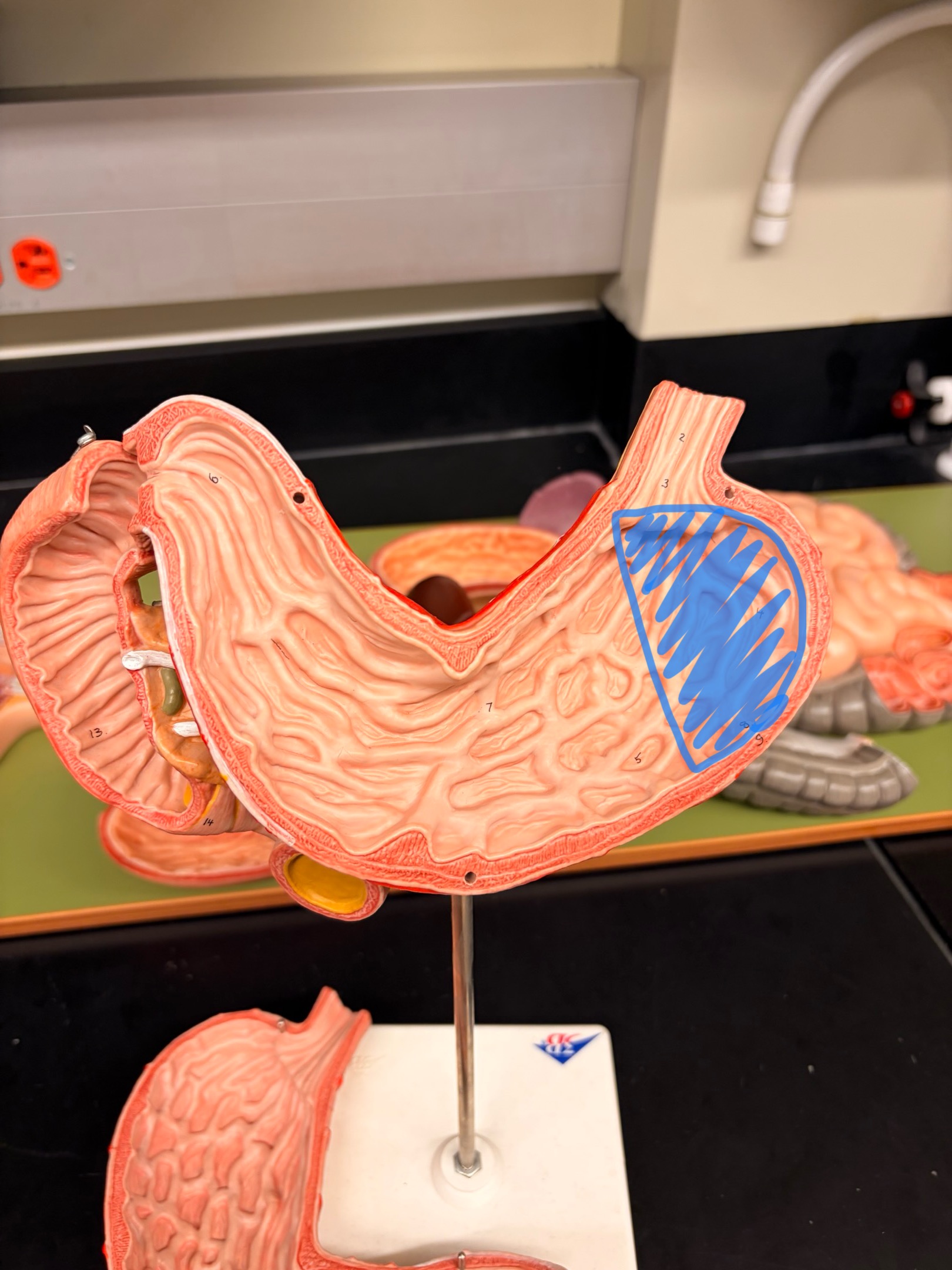 knowt flashcard image