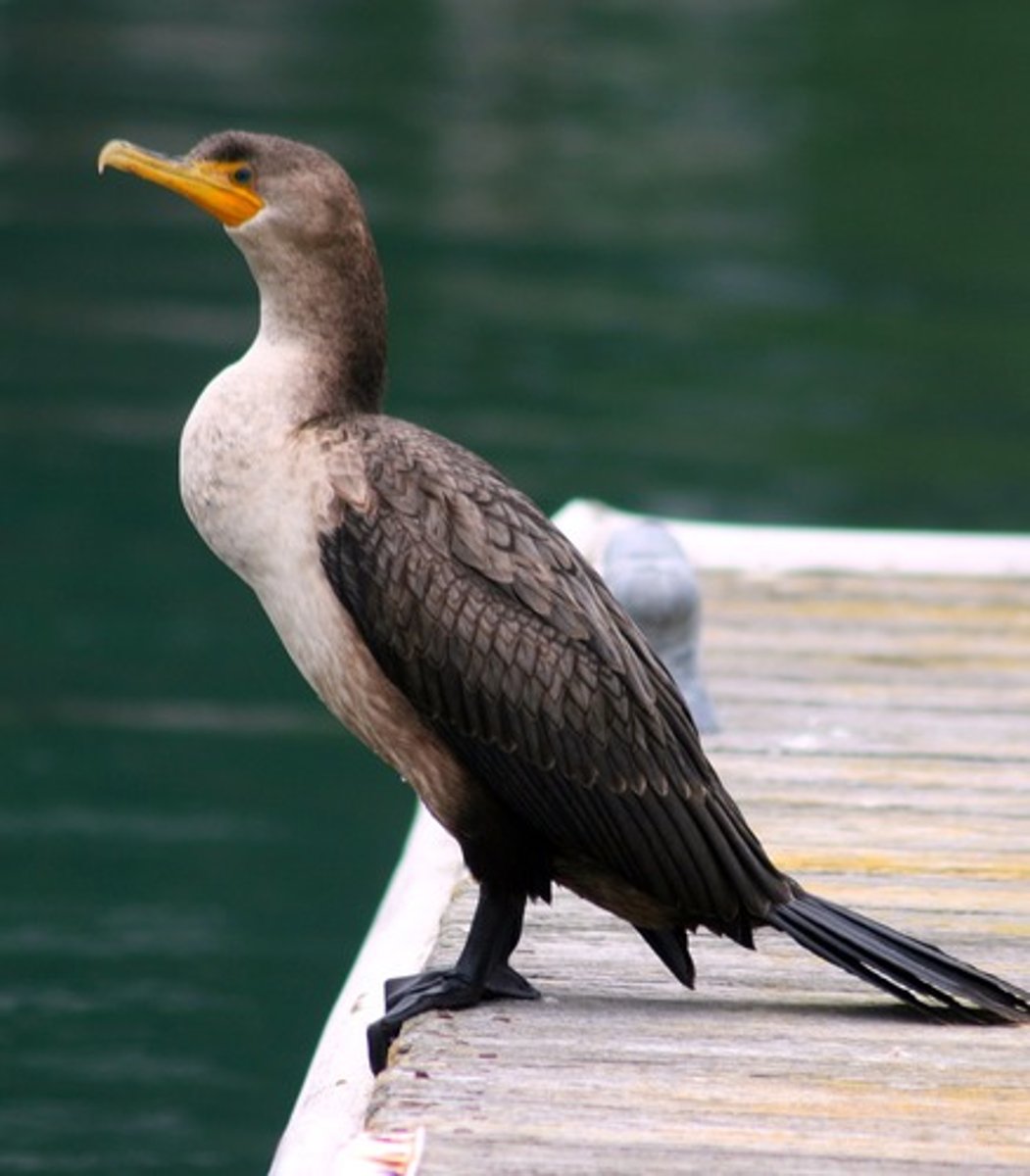 <p>Suliformes</p><p>Phalacrocoracidae</p>