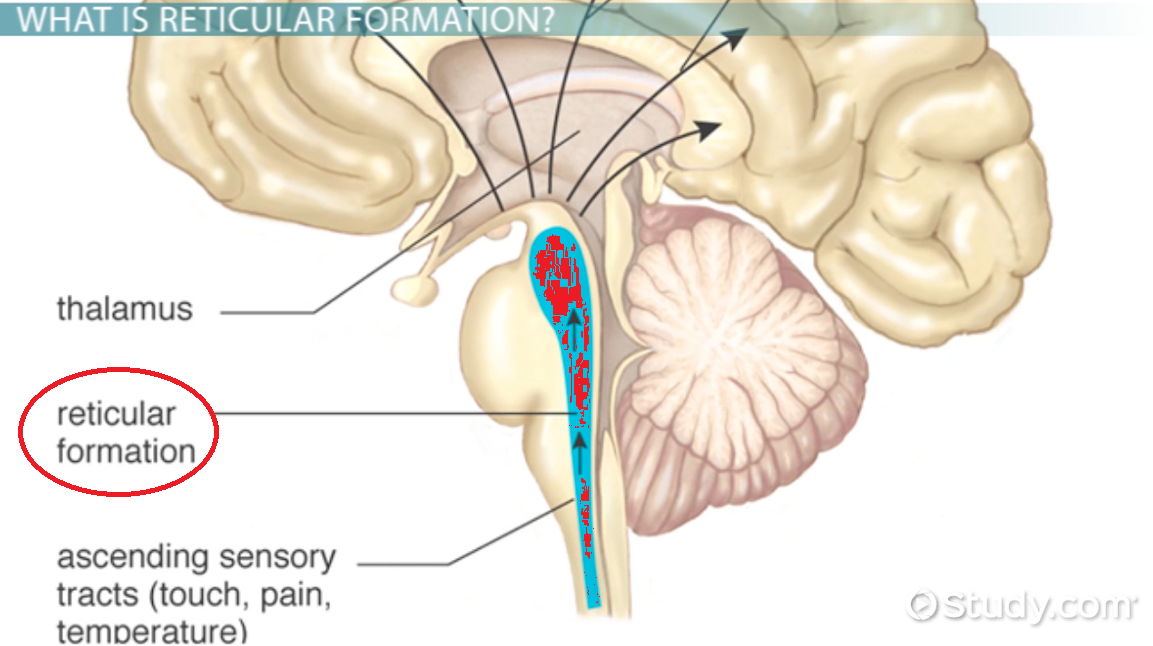 <p>within medulla and pons; controls arousal, alertness, and wakefulness</p>