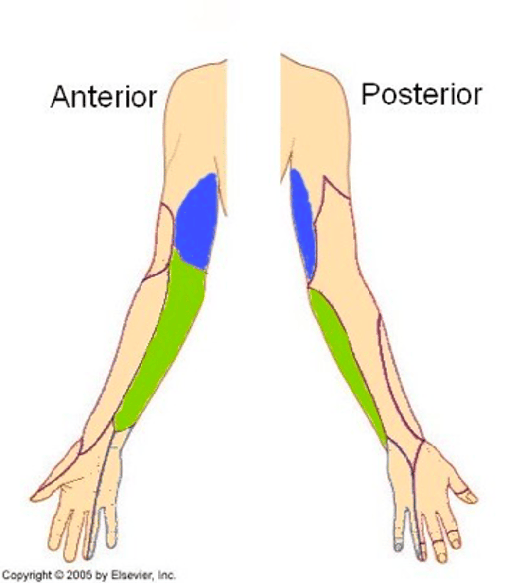 <p>pierces the fascia of the proximal arm and supplies the skin on the lower medial arm </p>