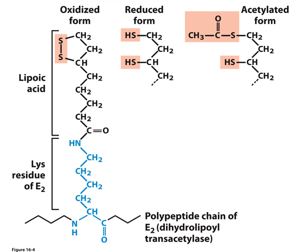 <p>Abbrev: Lipoate </p><p class="has-focus">Group Transfer: Electrons &amp; Acyl groups </p><p class="has-focus">Vitamin: n/a</p>