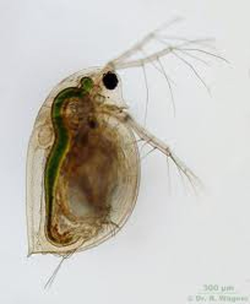 <p>Identify the Phylum and the clade of this creature below. Why is it classified this way?</p>