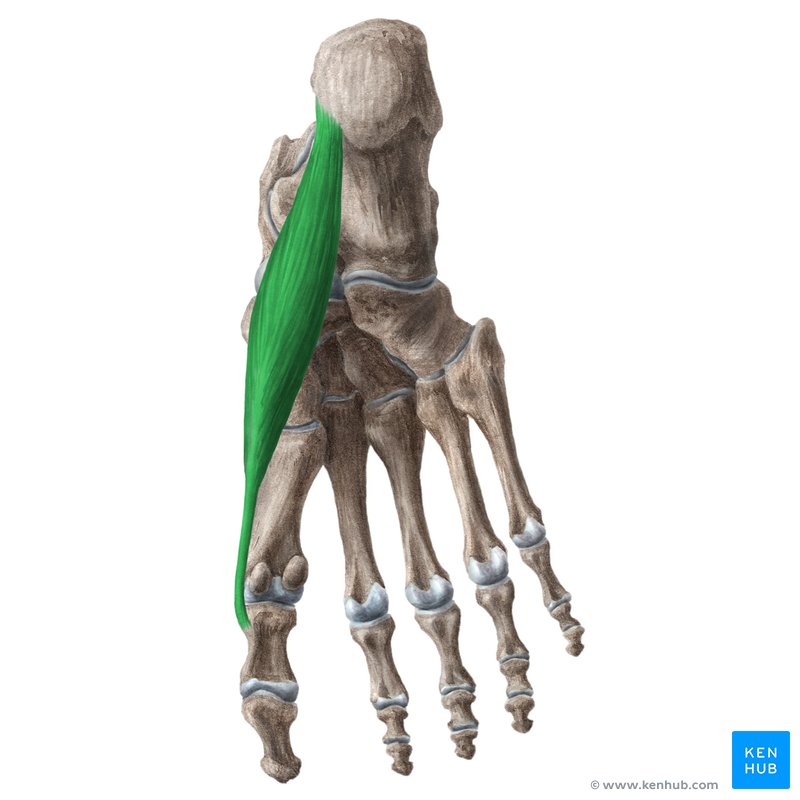 <p>Runs along the medial side of the foot; abducts the big toe; palpate the medial border during abduction.</p>