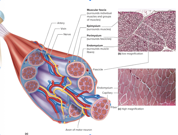 <ol><li><p>Axon of Motor Neuron</p></li><li><p>Fiber — 1 MUSCLE FIBER that’s SHAPED LIKE A CYLINDER </p></li><li><p>Capillary</p></li><li><p>Endomysium (and 6 is included too)</p></li><li><p>Fascicle — GROUPS OF MUSCLE FIBERS; more than 1 fascicle = muscle organ </p></li><li><p>Endomysium</p></li><li><p>Perimysium</p></li><li><p>Epimysium</p></li><li><p>Muscular Fascia</p></li></ol><p></p>