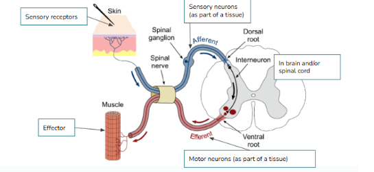<p><span>(NEURAL PATHWAY) Put the following in order:</span></p><p><span>Sensory (afferent) neurons, motor (efferent) neurons, Sensory receptors, Interneurons(brain/spinal cord), effectors(gland, muscle, etc.)</span></p><p><br></p>