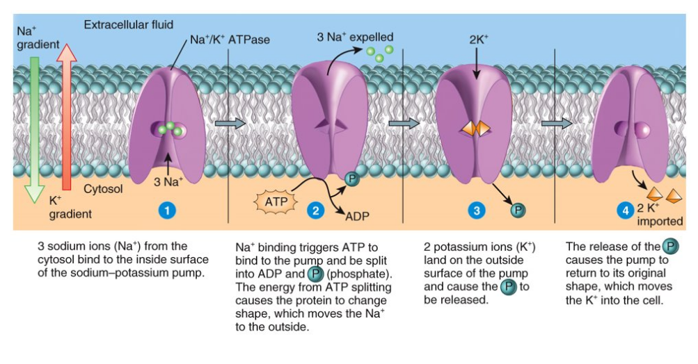 <p>energy from ATP changes the shape of the transporter protein which pumps a substance against its conc. gradient (sodium ion/potassium ion pump)</p>