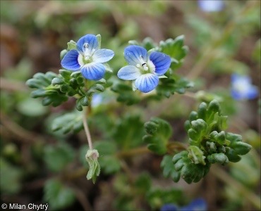 <p>Veronica polita - <strong>Plantaginaceae</strong></p>