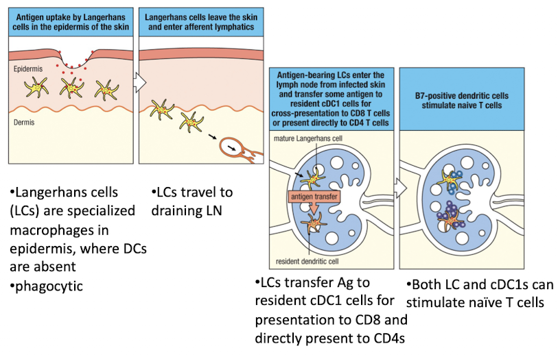 <ul><li><p>Langerhans cells are specialized macrophages in epidermis where DCs are absent</p></li><li><p>LCs travel to draining lymph nodes and trandfer Ag to cDC1 cells for presentation to CD8 and directly present to CD4s</p></li><li><p>both LC and cDC1s can stimulate naive T cells</p></li></ul><p></p>