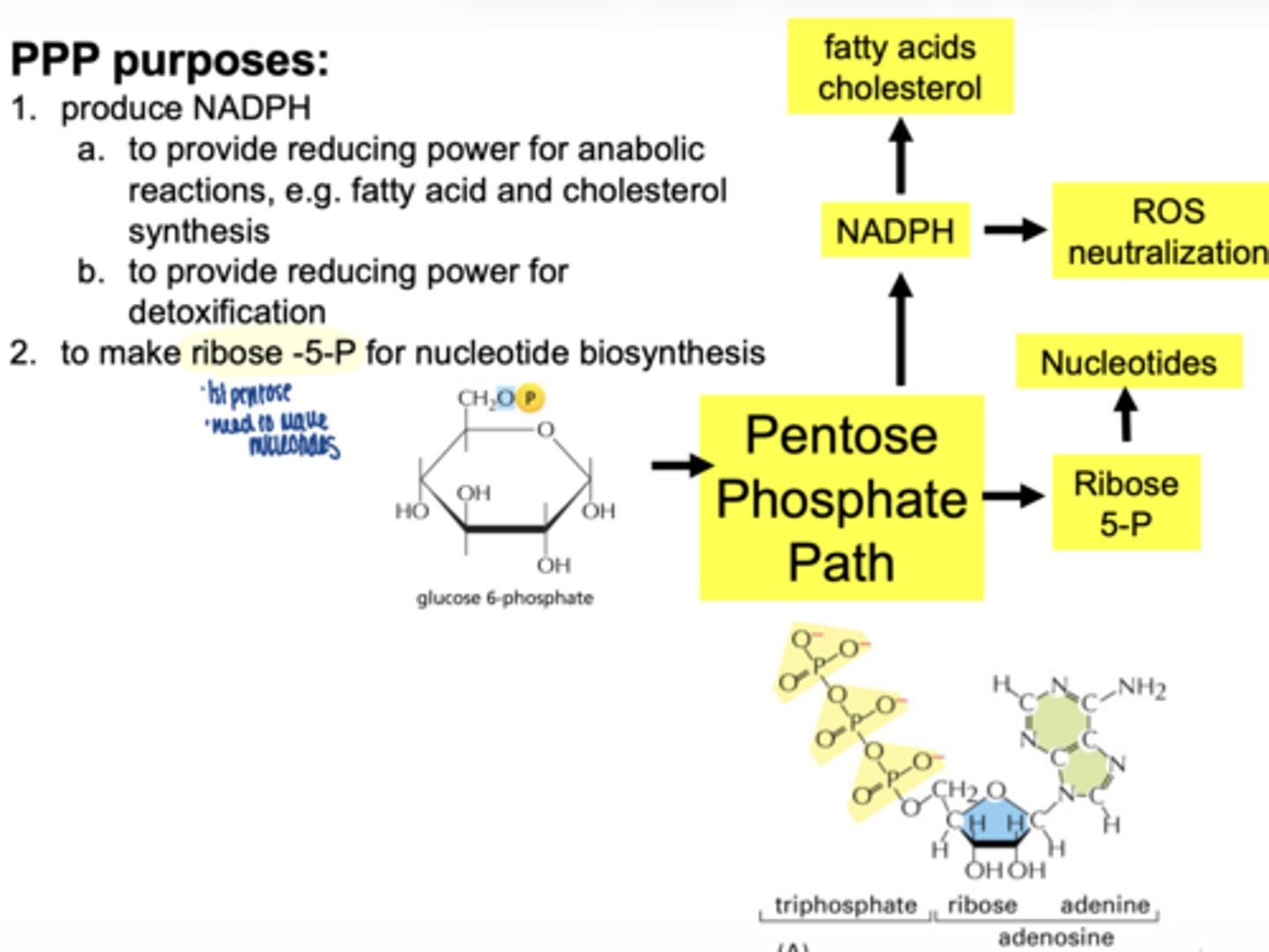 <p>it is used to make nucleotides (DNA/RNA)</p>