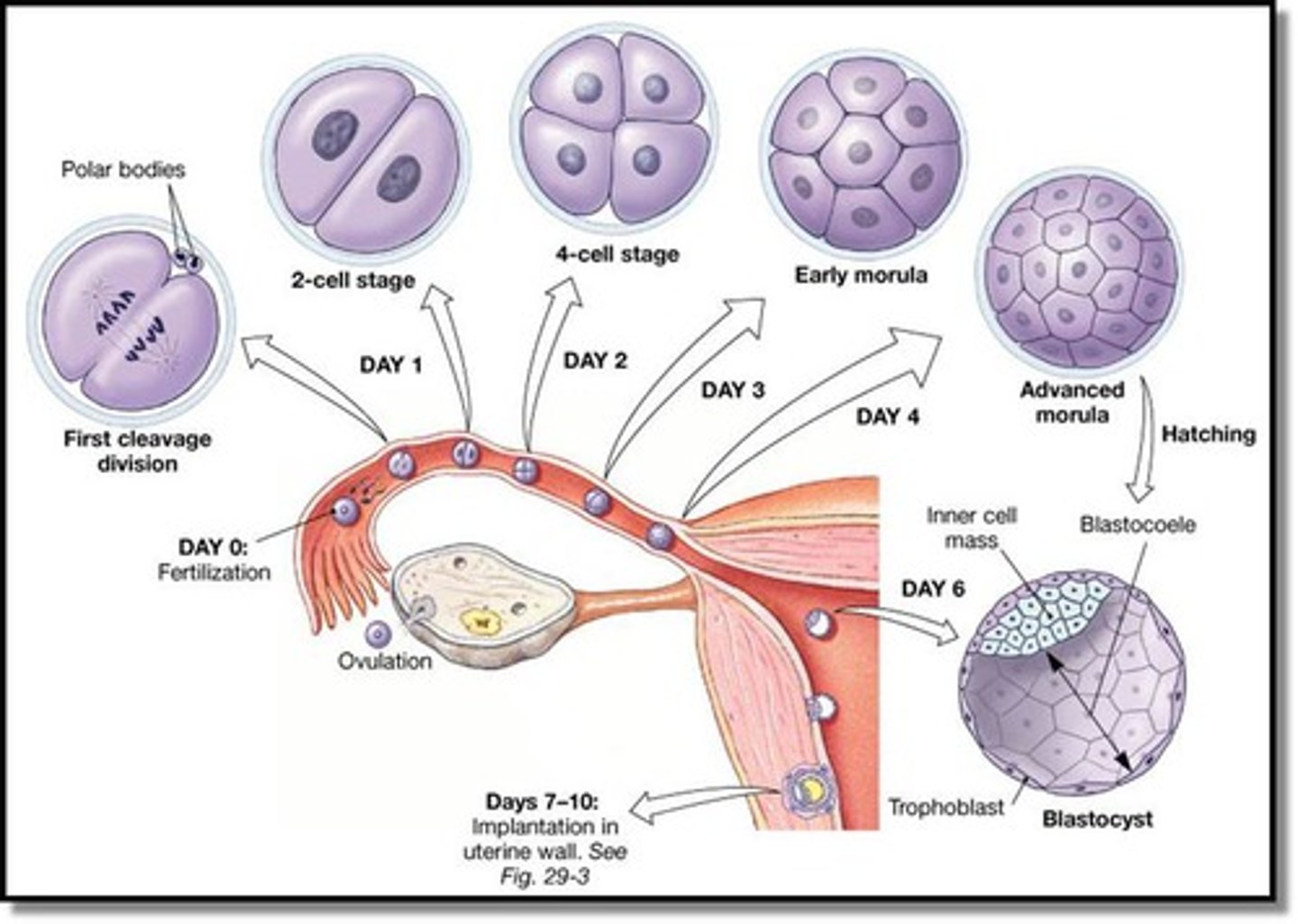 <p>fertilized egg with full set of genetic material resulting from merging of egg and sperm</p>