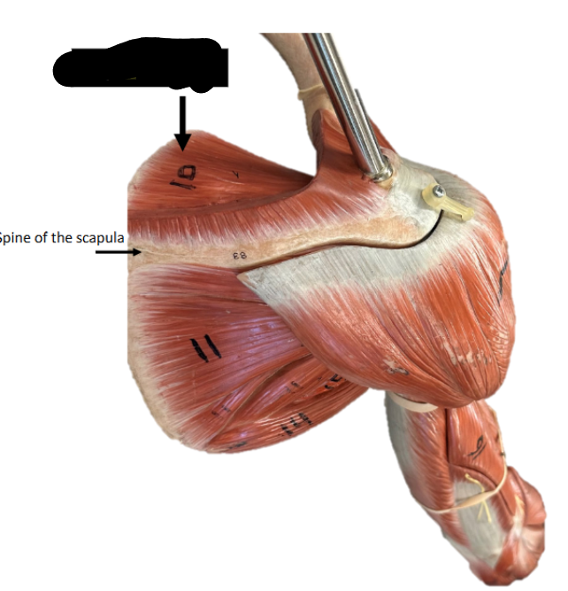 <p>Origin: supraspinous fossa of scapula</p><p>Insertion: greater tuberosity of the humerus</p><p>Function: abducts the arm at the shoulder joint</p>