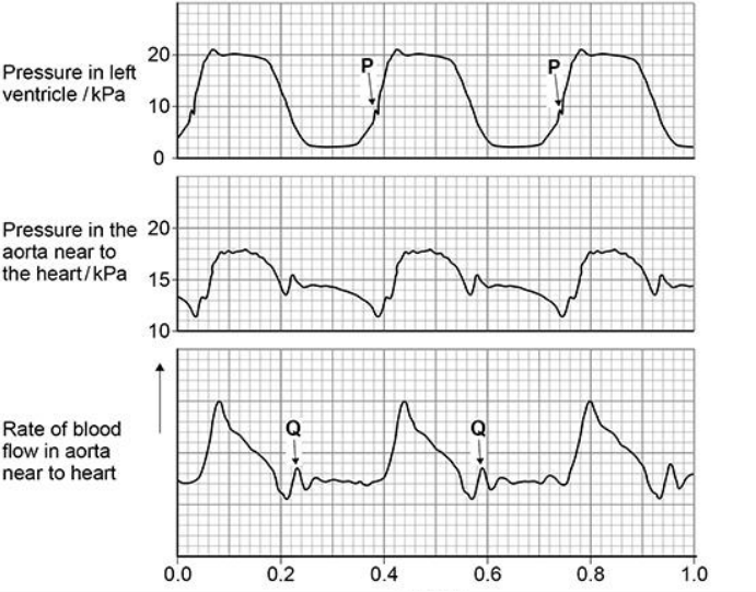 <p>A student correctly plotted the right ventricle pressure on the same grid as the left ventricle pressure in diagram above. </p><p>Describe one way in which the student’s curve would be similar to and one way it would be different from the curve shown in the diagram above. (2) </p>
