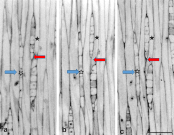 <ul><li><p>Transverse divisions within fusiform initials (blue arrows)</p></li><li><p>Intrusive growth of fusiform initial into two (red arrows) </p></li></ul><p></p>