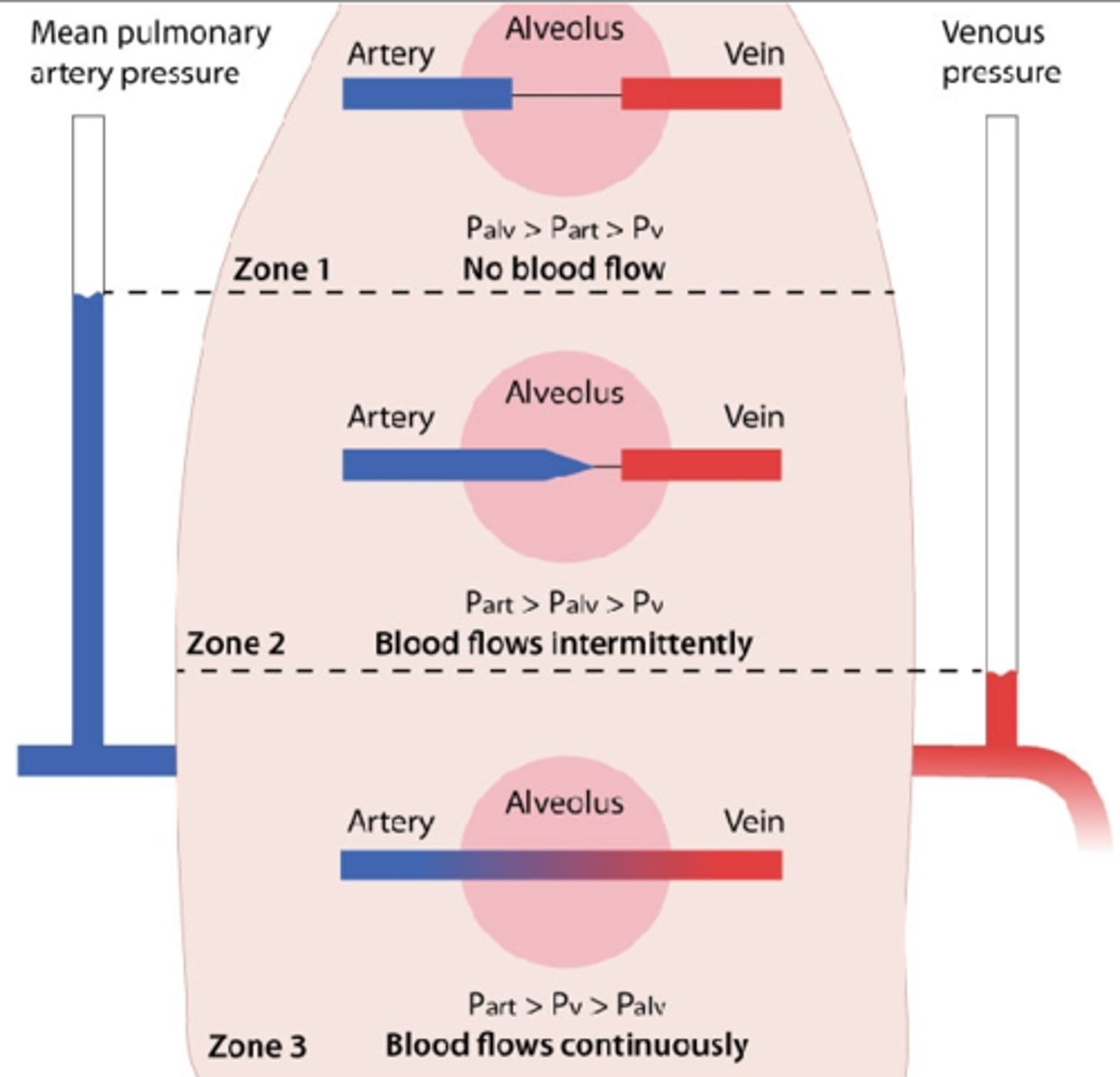 <p>-blood flow is highest<br>-arterial pressure > venous pressure > alveolar pressure</p>