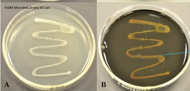 <p>Is this a positive or negative Starch hydrolysis (Starch agar)?</p>