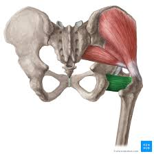 <p>name this muscle, origin and insertion</p>