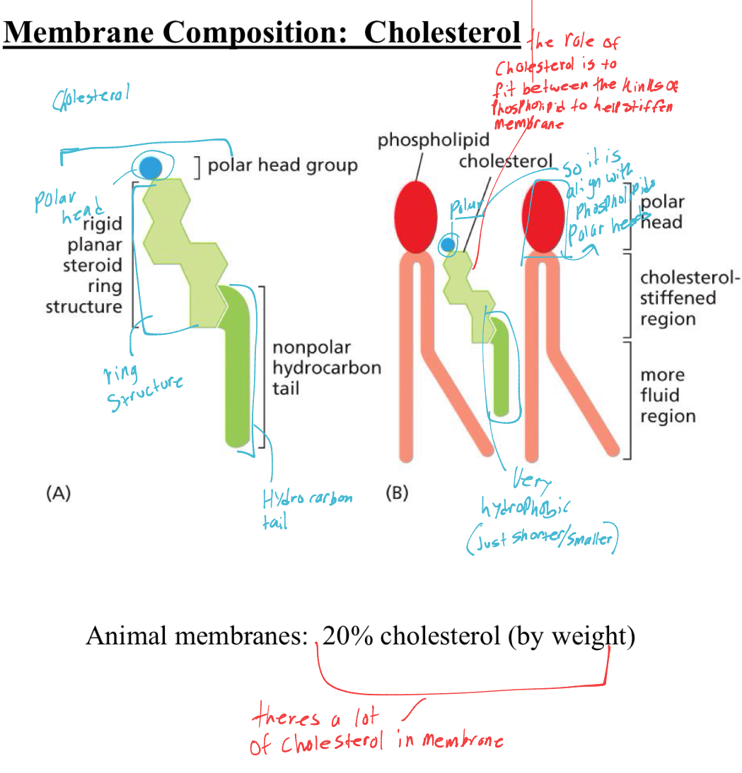 <p>Membrane composition: whats the structure of cholesterol in cell membrane </p>
