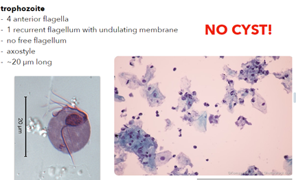 <ul><li><p>host(s), site in host,</p><ul><li><p>Monoxenous, Upper vagina and urethra (female)/ urethra and prostate (males)</p></li></ul></li><li><p>disease caused, sources of pathogenicity,</p><ul><li><p>Trichomoniasis, genitals, spreads though sexual intercourse</p></li></ul></li><li><p>diagnosis (life stage and type of sample), symptoms, treatment (if any), transmission;</p><ul><li><p>Vaginal smear for trophozoites (Nucleic acid amplification test); intense itching, possible tissue damage, asymptomatic in males; antibiotics</p></li></ul></li></ul><p></p>
