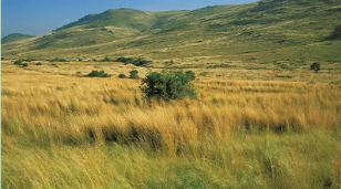 <p><span>Grasses are the major producer. Many different species grow here but usually one or two dominate. Most grasses possess rhizomes (horizontal underground stem which puts out lateral shoots) and are wind pollinated. Growing season of 120-200 days. Fire a major factor in maintaining biome. Dominated by grazing animals (deer, antelope, buffalo - once common but now rarely native to the range), burrowing small animals, and song birds. Precipitation levels are too low to support trees but great for deserts to form. Precipitation varies: 6-40 inches (15-100cm).&nbsp;Scattered rain and lightning in summer months (a lot of convection storms).&nbsp;More general rain and snow in winter months. Moderate temperature from -20F to 110F&nbsp;. Can be colder in the north. Rich and fertile soil. Generally flat to rolling topography (hills and valleys) cut by stream drainages where there is a river-bank habitat. </span></p>