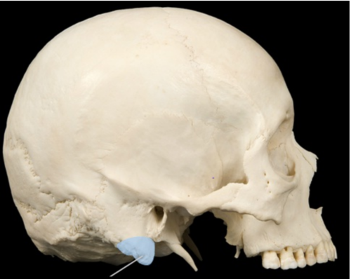 A process located below and behind the opening of the ear canal