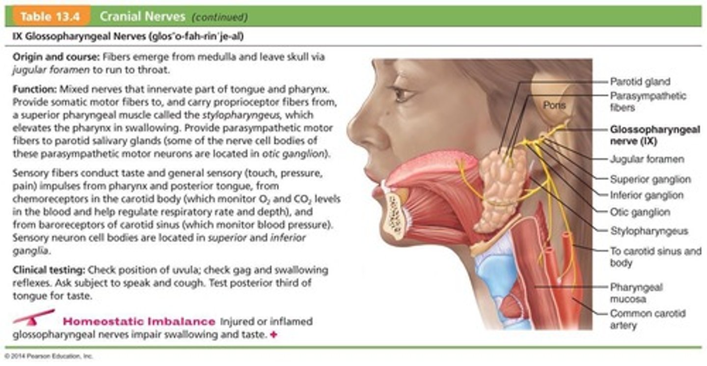 <p>Mixed function including taste from the posterior one-third of the tongue and sensory from the pharynx.</p>