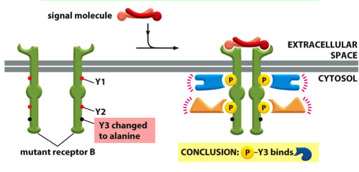<p>mutate specific sites, and use co-immunoprecipitation of receptors and SH2 proteins to see what protein did not bind</p>