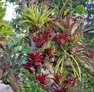 <p>grow on trunk of tree, long, strap-shaped leaves, like the top of pineapple</p><p></p>