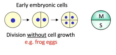 <p>Embryonic Cell Cycle:</p><p>Why?</p><ul><li><p>specialised for rapid and synchronous division</p></li><li><p>(exhibiting natural blocks)</p></li><li><p>Easy to purify</p></li><li><p>east to characterise</p></li><li><p>can be induced to divide <strong>syncrhonously</strong></p></li><li><p><strong>can easily be microinjected</strong></p></li></ul><p></p><p>How used?</p><ul><li><p>time course analysis of extract for activities driving cells into M phase</p><ul><li><p>easy to characterise and purify</p></li></ul></li></ul><p></p><p></p>