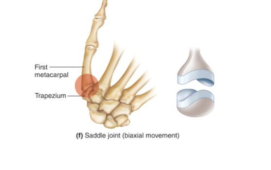<ul><li><p>both bones have concave and convex surfaces</p></li><li><p>biaxial movement</p></li><li><p>carpal and metacarpal of thumb</p></li></ul><p></p>