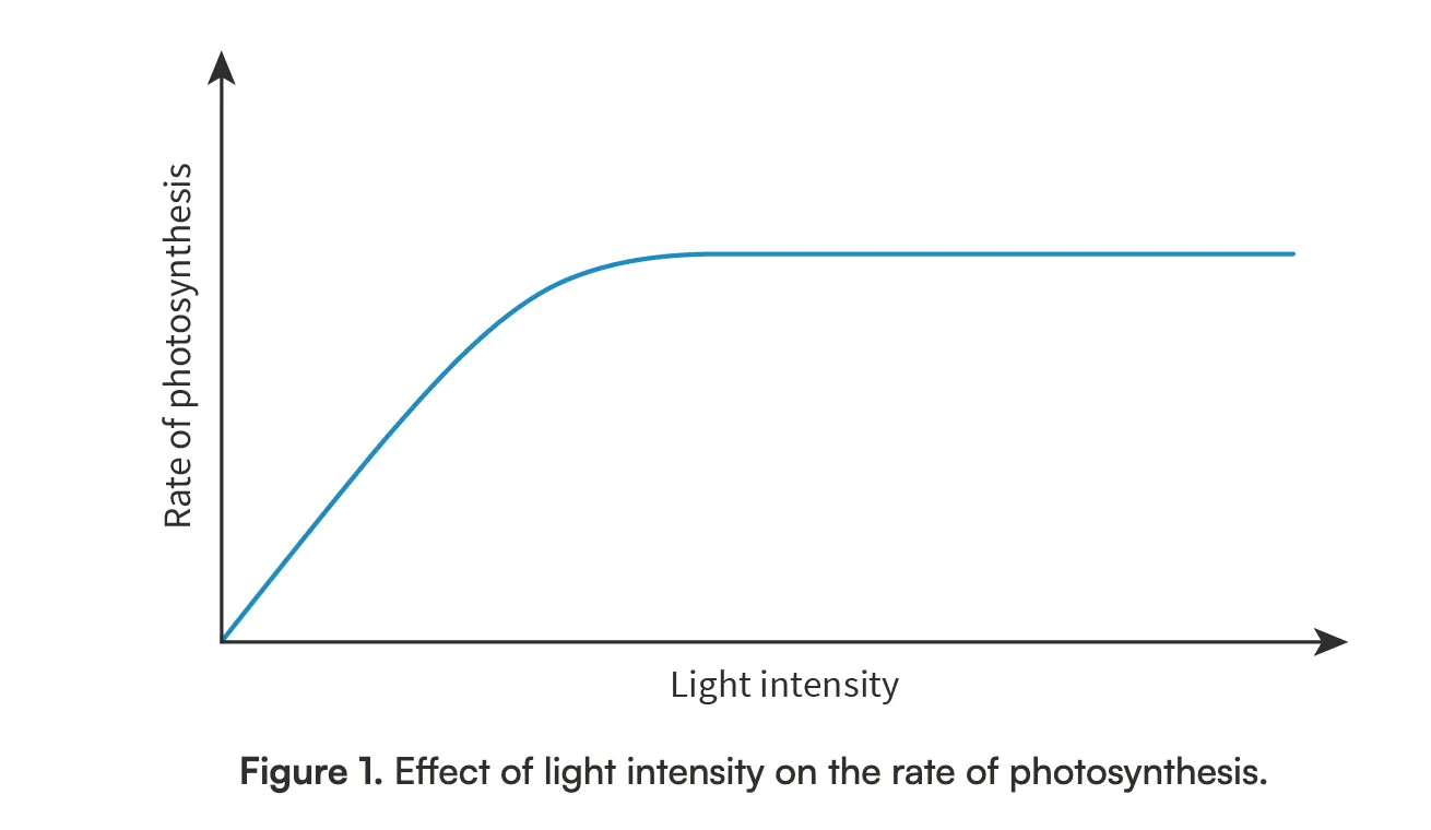 <p>Without light, photosynthesis cannot occur. The rate of photosynthesis increases as light intensity increases (up until a certain point). The certain point is shown by the plateau (flat area) of the graph</p>