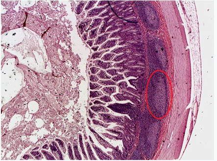<p>Peyer’s patches is NOT true</p><ul><li><p>B cells mature in one of the primary lymphoid organs such as bone marrow</p></li></ul><ul><li><p>Peyer’s patches are located in wall of distal portion of small intestine </p><ul><li><p>destroy bacteria, preventing them from breaching intestinal wall</p></li><li><p>generate “memory” lymphocytes </p></li></ul></li></ul><p></p>