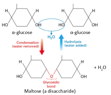 <p>Glycosidic bonds between hydroxyl and hydrogen</p>