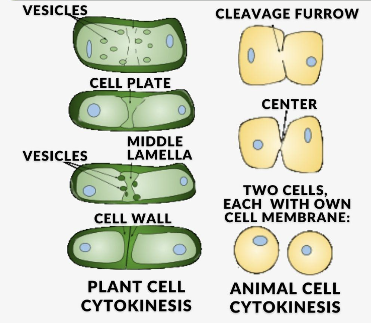 <p>this is the process after the splitting of the nuclear chromosomes;</p><p>here, the cytoplasm &amp; cell membrane split, resulting in 2 daughter cells </p><p></p>