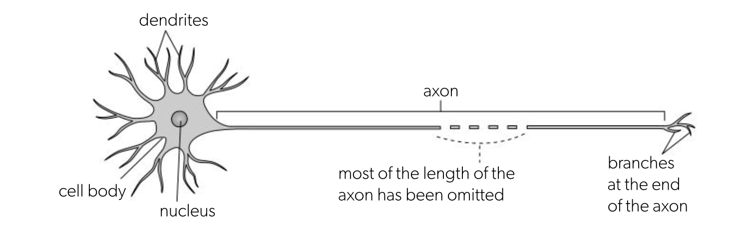 <ul><li><p>have main, long fibre - axon </p></li><li><p>axon is insulated by Schwann cells forming the myelin sheath</p></li><li><p>have cell body containing nucleus and other cell structure</p></li><li><p>cell bodies and axon terminals contain extensions - dendrites</p></li><li><p>dendrites allow to connect to many other neurones and receive impulses </p></li></ul><p></p>