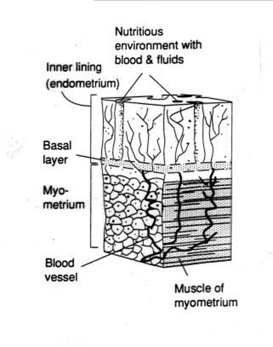 <p>The smooth muscle layer of the uterus responsible for contractions.</p>