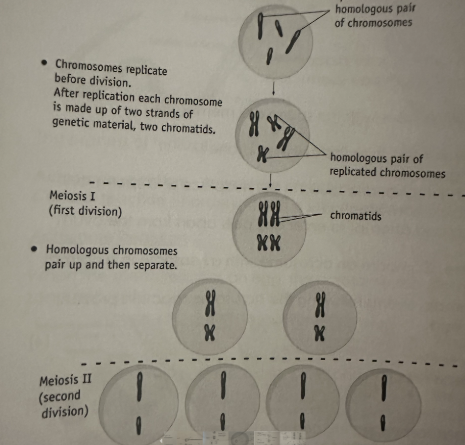 <p>What is meiosis? </p>