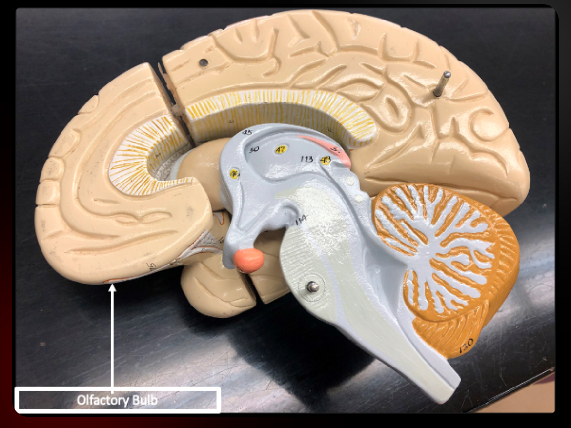 <p>Olfactory Bulbs</p>