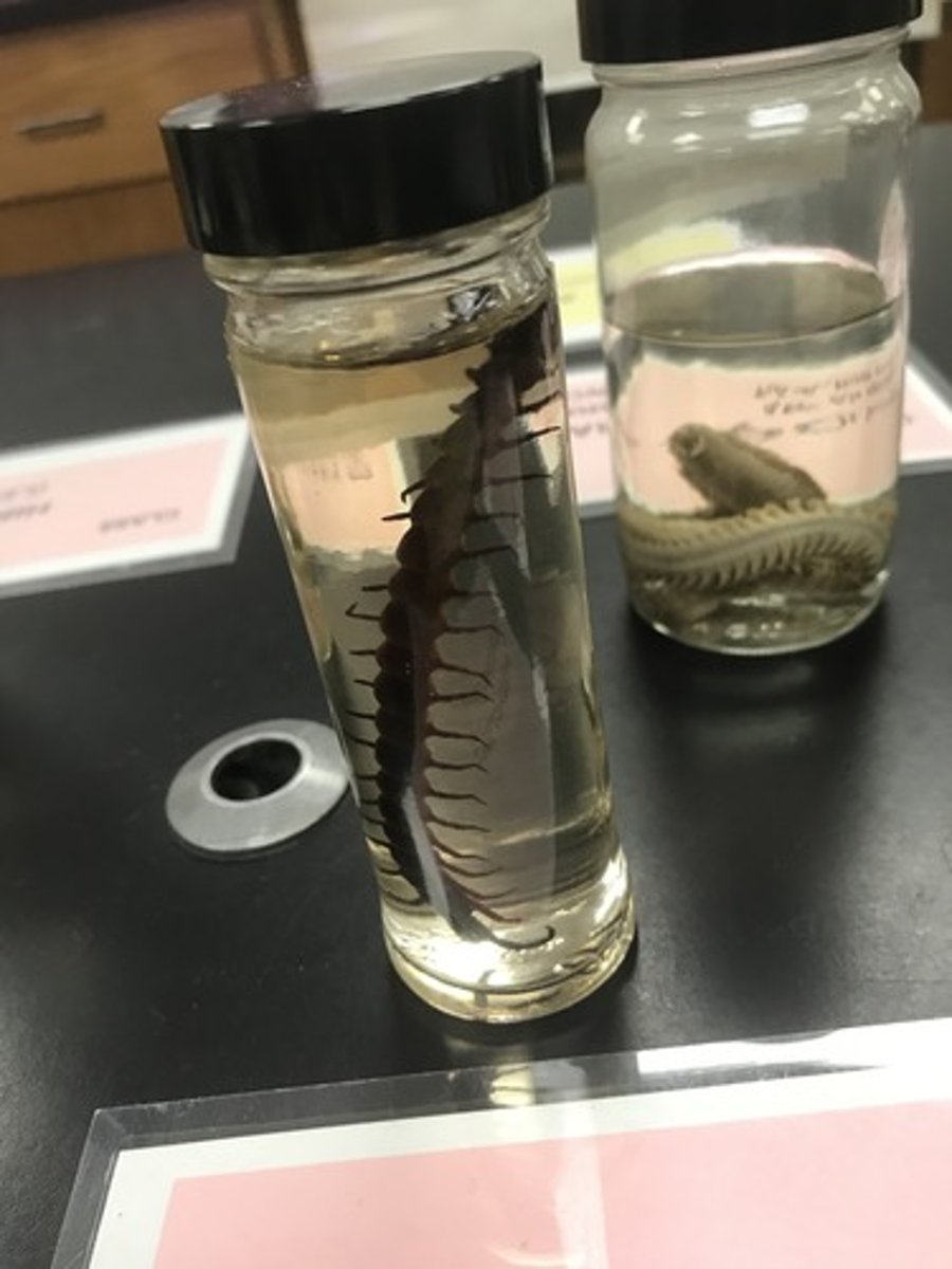 <p>For the following specimen(s), give the entire taxonomy and the name of the specimen(s)</p>