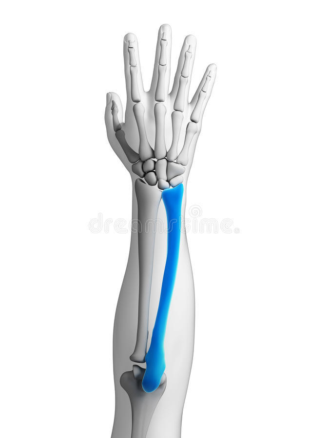 What bone is highlighted?