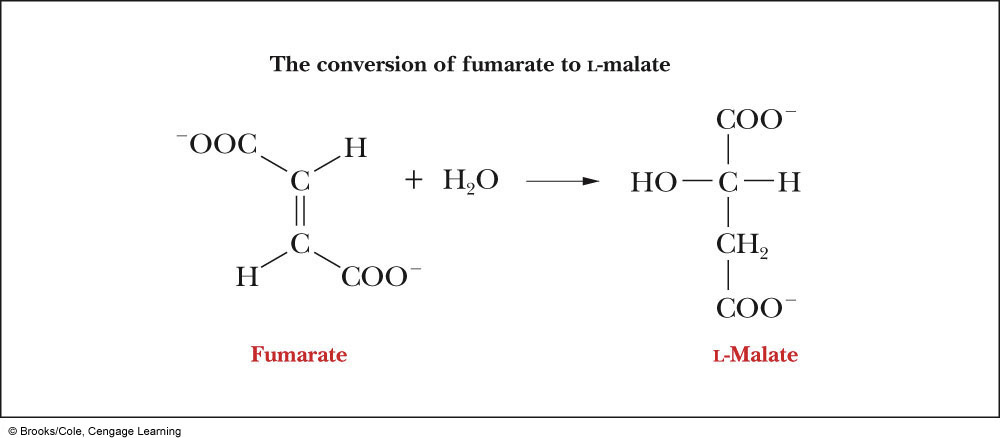  What reaction occurs in step 7 of the process, and which enzyme catalyzes this reaction?